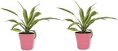 2x Kamerplant Dracaena Lemon Lime - ± 30cm hoog - In roze pot