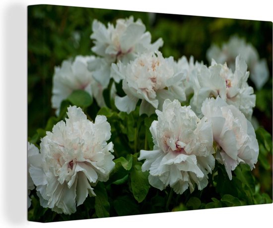 Pivoines Witte au printemps Toile 90x60 cm - Tirage photo sur toile (Décoration murale salon / chambre) / Peintures Fleurs sur toile