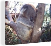 Canvas Schilderij Koala - Boom - Grijs - 80x60 cm - Wanddecoratie