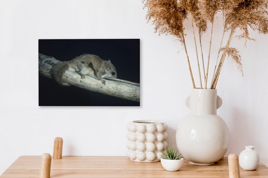 Écureuil volant sur une poutre toile 2cm 30x20 cm - petit - Tirage photo sur toile (Décoration murale salon / chambre) / Animaux sauvages Peintures sur toile