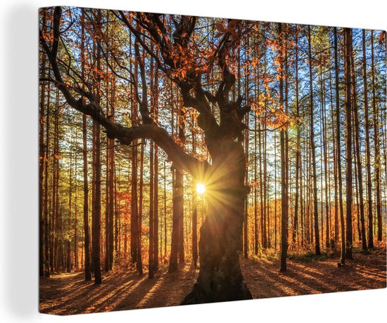 Rayons de soleil derrière toile forêt d'automne 2cm 30x20 cm - petit - Tirage photo sur toile (Décoration murale salon / chambre)
