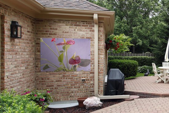 Affiche jardin - Toile jardin - Posters de jardin extérieur - Anthurium à fleurs rouges pour fond lilas - 120x80 cm - Jardin