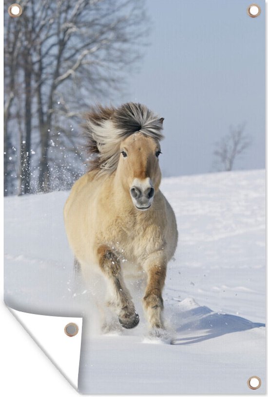 Rennend fjord paard in de sneeuw