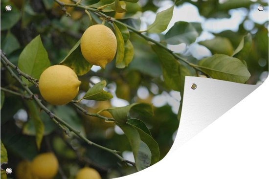 Citroenboom (Citrus Lemon) - potmaat 33x30 cm, hoogte 170 cm