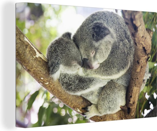 Knuffelende koala moeder en joey Canvas 180x120 cm - Foto print op Canvas schilderij (Wanddecoratie)
