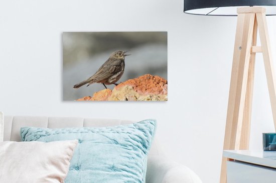 A chantant Pipit Toile 30x20 cm - petit - Tirage photo sur toile (Décoration murale salon / chambre)