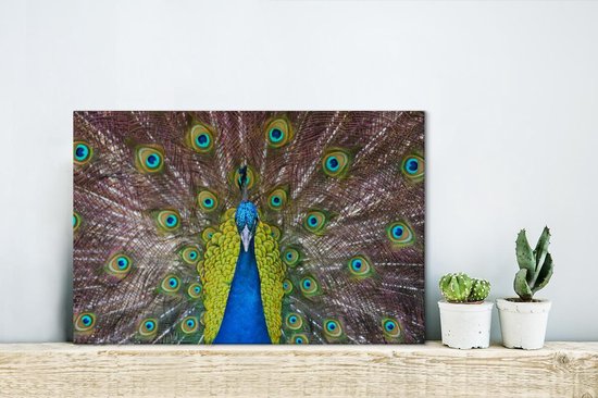 Mâle paon exhibe ses plumes rouges Toile 30x20 cm - petit - Tirage photo sur toile (Décoration murale salon / chambre)