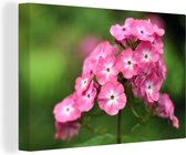 Canvas Schilderij Roze vlambloemen met groene achtergrond - 90x60 cm - Wanddecoratie