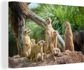 Une famille de six Meerkats regarde autour de toile 140x90 cm - impression photo sur toile peinture Décoration murale salon / chambre à coucher) / Animaux sauvages Peintures Toile