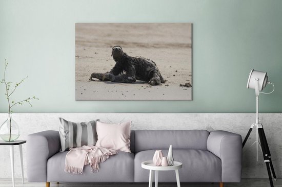 Paresseux sur la plage dans le parc national de Manu au Pérou Toile 120x80 cm - Tirage photo sur toile (Décoration murale salon / chambre)