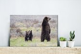 Un grizzli regarde autour de lui pour protéger les bébés Toile 30x20 cm - petit - Tirage photo sur Toile (Décoration murale salon / chambre) / Animaux sauvages Peintures sur toile