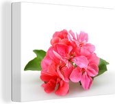 Canvas Schilderij Eenzame roze geranium bloemen - 120x90 cm - Wanddecoratie