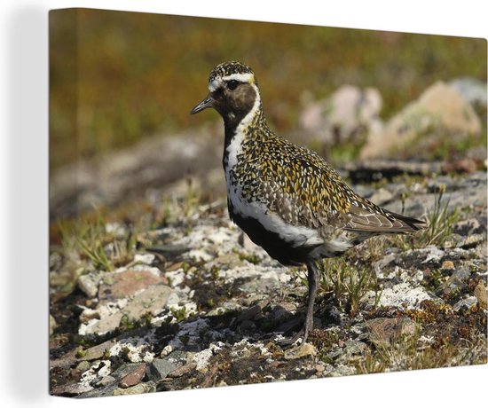 Peintures sur toile - Pluvier doré dans le paysage norvégien - 150x100 cm - Décoration murale