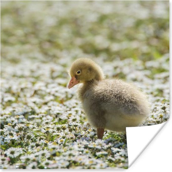 Affiche Elegant Bebe Oie 90x1 Cm Bol Com Affiche Elegant Bebe Oie 90x1 Cm Bol Com