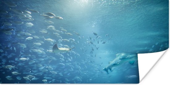 Groot aquarium met dieren uit de Middellandse zee poster 80x40 cm - Foto print op Poster (wanddecoratie woonkamer / slaapkamer)