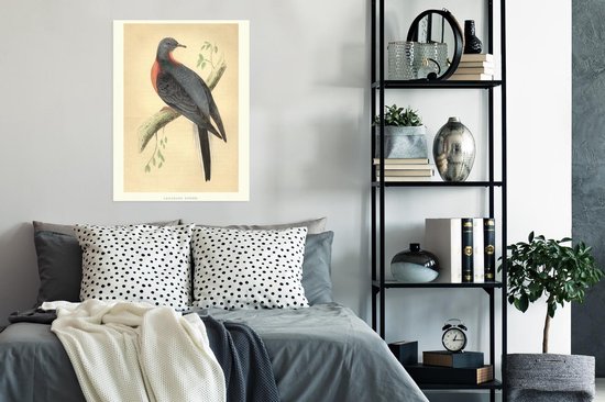 Affiche ancienne pigeon imprimé oiseau 60x80 cm - Tirage photo sur affiche (décoration murale salon / chambre)