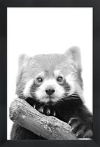 JUNIQE - Poster met houten lijst Red Panda -13x18 /Wit & Zwart