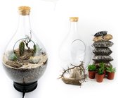 DIY Open terrarium kit 37cm  Met glas/planten en instructies