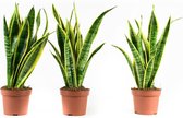 Sanseveria Laurentie ↨ 30cm - 3 stuks - hoge kwaliteit planten