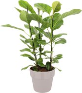 Ficus Altissima in ELHO sierpot (grijs) ↨ 105cm - hoge kwaliteit planten