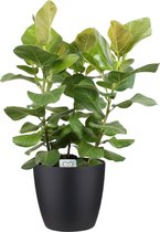Ficus benghalensis Sunshine in ELHO sierpot (zwart) ↨ 100cm - hoge kwaliteit planten