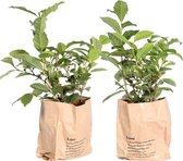 Thee plant ↨ 30cm - 2 stuks - planten - binnenplanten - buitenplanten - tuinplanten - potplanten - hangplanten - plantenbak - bomen - plantenspuit