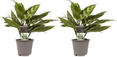 Duo 2 x Aglaonema Maria ↨ 25cm - 2 stuks - hoge kwaliteit planten