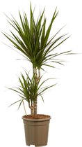 Dracaena Marginata ↨ 80cm - hoge kwaliteit planten