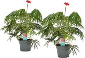 duo Jatropha Multifida ↨ 35cm - 2 stuks - planten - binnenplanten - buitenplanten - tuinplanten - potplanten - hangplanten - plantenbak - bomen - plantenspuit