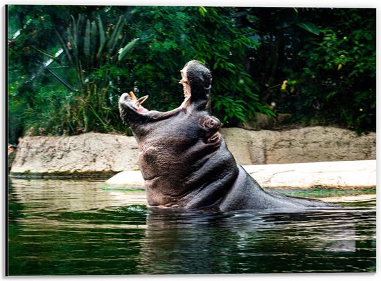 Dibond - Open Bek van Nijlpaard in Water - 40x30cm Foto op Aluminium (Met Ophangsysteem)