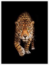 Sluipende Jaguar op zwarte achtergrond - Foto op Akoestisch paneel - 90 x 120 cm