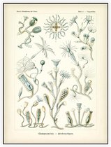 Campanulina - Campanariae (Kunstformen der Natur), Ernst Haeckel - Foto op Akoestisch paneel - 90 x 120 cm