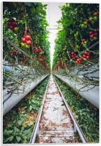 Forex - Tussen de Tomatenplanten - 40x60cm Foto op Forex