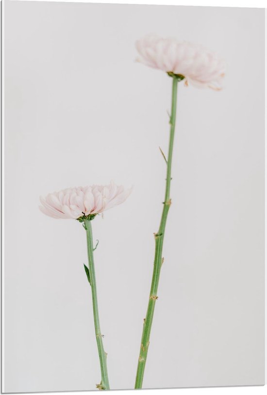 Acrylglas - Roze Bloemen - 60x90cm Foto op Acrylglas (Wanddecoratie op Acrylglas)