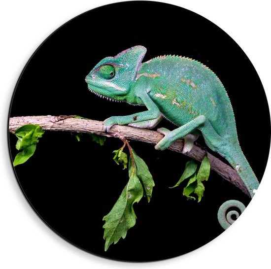 Dibond Wandcirkel - Groene Kameleon met Zwarte Achtergrond - 40x40cm Foto op Aluminium Wandcirkel (met ophangsysteem)