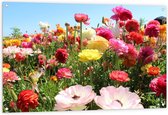 Tuinposter – Verschillende Bloemen in het Veld - 120x80cm Foto op Tuinposter  (wanddecoratie voor buiten en binnen)