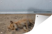 Tuindecoratie Honden slapen op het strand - 60x40 cm - Tuinposter - Tuindoek - Buitenposter