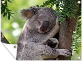 Koala dort dans un arbre 80x60 cm