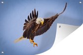 Affiche de jardin - Toile de jardin - Posters de jardin extérieur - Aigle - Ciel - Animal - 120x80 cm - Jardin