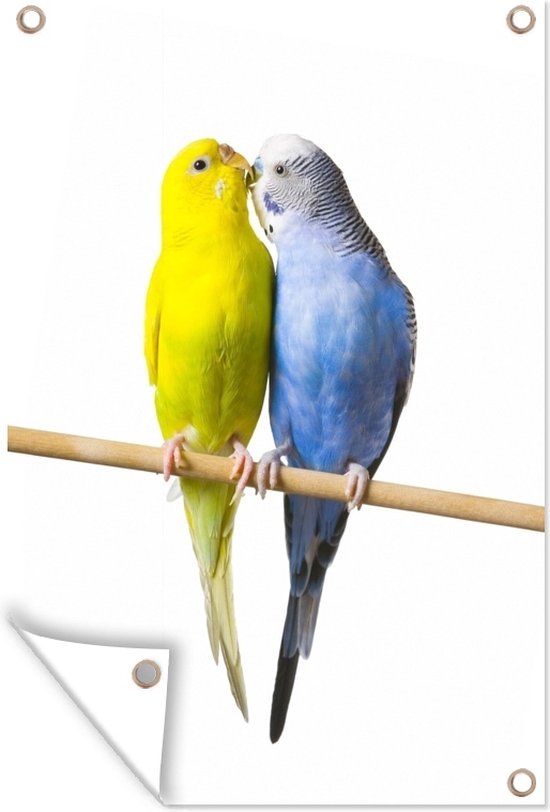 Tuinposter - Twee liefdevolle parkieten