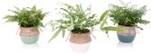 Hellogreen Kamerplant - Trio varen - 48 cm - Mand met touw