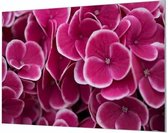 HalloFrame - Schilderij - Hortensia Bloemen Wandgeschroefd - Zilver - 180 X 120 Cm