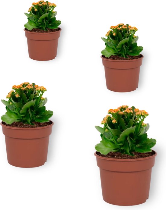 Set van 4 Bloeiende Kamerplanten - Kalanchoë met oranje bloemen- ± 10cm hoog - 7cm diameter
