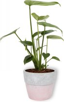 Kamerplant Monstera Deliciosa Tauerii – Gatenplant - ± 30cm hoog – 12 cm diameter  - in roze betonnen pot