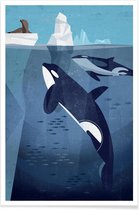 JUNIQE - Poster Vintage orka -30x45 /Blauw