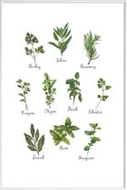 JUNIQE - Poster in kunststof lijst Herbs Collection -40x60 /Groen &