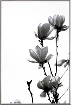 JUNIQE - Poster met kunststof lijst Aquarel zwarte magnolia -30x45