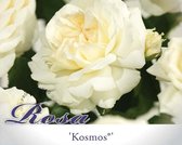 Rosa 'Kosmos'