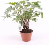 Kamerplant van Botanicly – Philodendron Xanadu – Hoogte: 40 cm