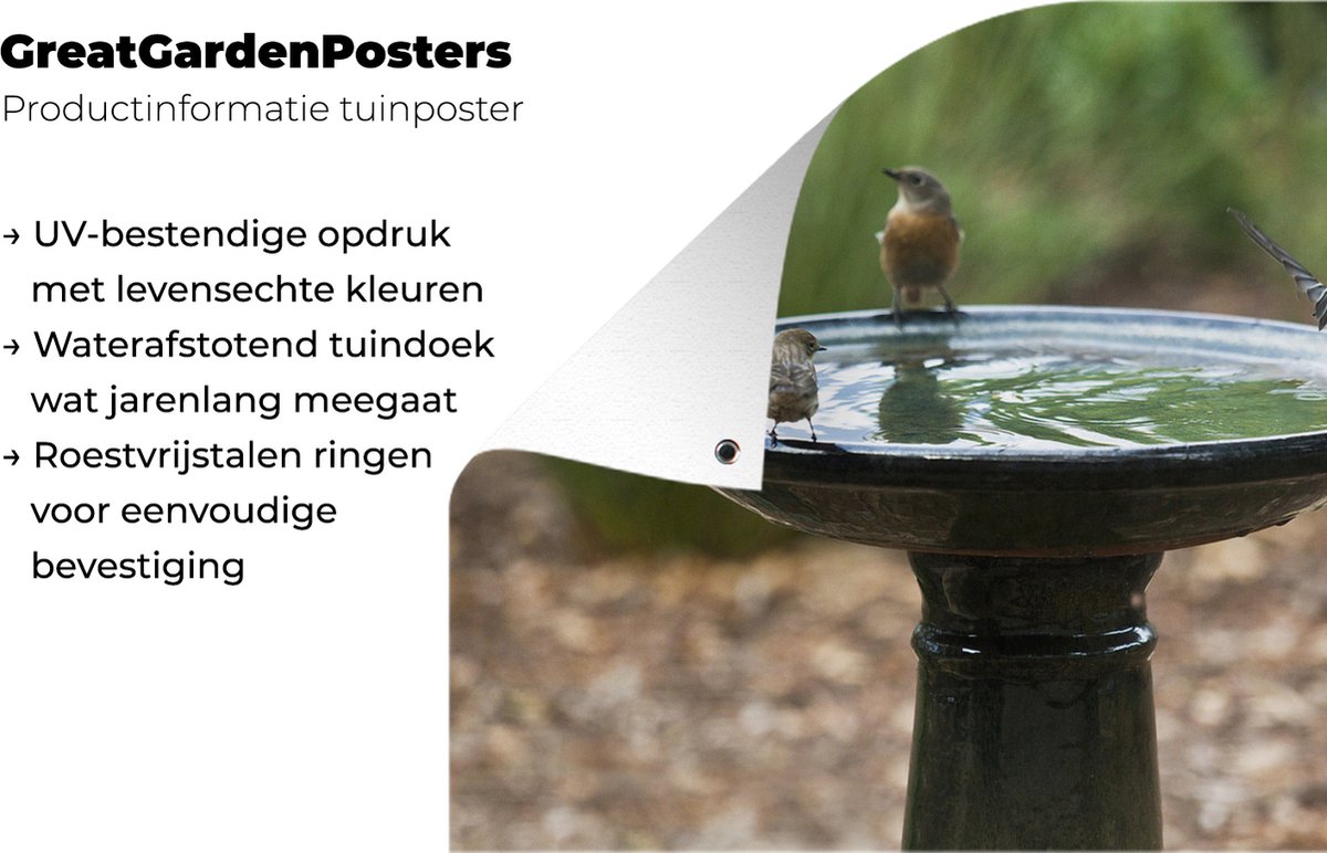 Différents types d'oiseaux partageant une affiche de jardin bain d'oiseaux  toile en